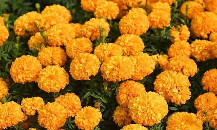 ഓണപ്പൂക്കൾ വീട്ടിൽതന്നെ കൃഷി ചെയ്യാം ഓണപ്പൂക്കൾ വീട്ടിൽതന്നെ കൃഷി ചെയ്യാം