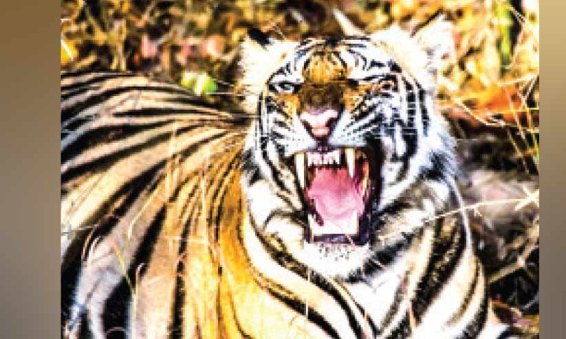 ടാപ്പിങ് തൊഴിലാളി കടുവയുടെ മുന്നിൽനിന്ന് രക്ഷപ്പെട്ടത് തലനാരിഴക്ക് ടാപ്പിങ് തൊഴിലാളി കടുവയുടെ മുന്നിൽനിന്ന് രക്ഷപ്പെട്ടത് തലനാരിഴക്ക്