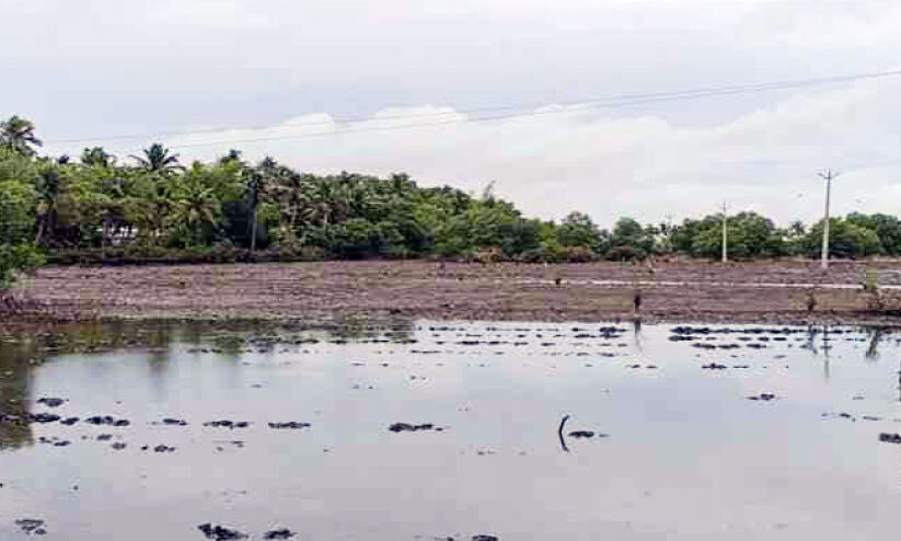 നെൽവയലുകളിൽ ഉപ്പുവെള്ളം തുടരുന്നു; കലക്ടറുടെ ഉത്തരവിന് പുല്ലുവില നെൽവയലുകളിൽ ഉപ്പുവെള്ളം തുടരുന്നു; കലക്ടറുടെ ഉത്തരവിന് പുല്ലുവില