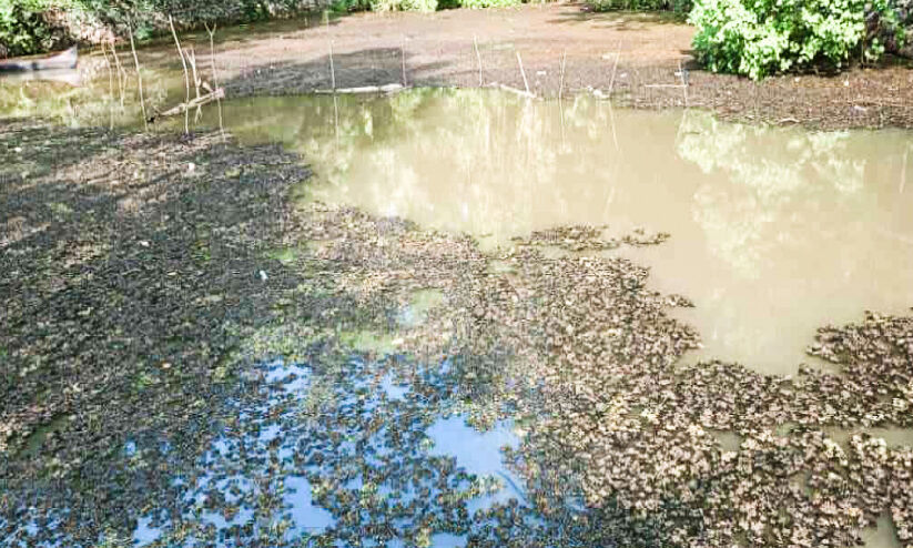 അമീബിക് മസ്തിഷ്ക ജ്വരം: കടയ്ക്കാവൂരിൽ നിർമാണത്തൊഴിലാളി ചികിത്സയിൽ