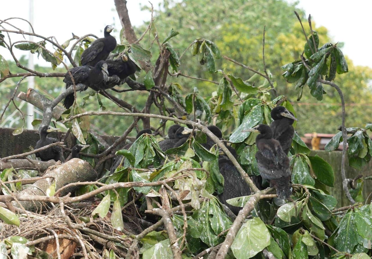 മുറിച്ചുമാറ്റിയ മരച്ചില്ലകൾക്കൊപ്പം ജീവനുവേണ്ടി പിടയുന്ന ദേശാടന കിളികൾ നൊമ്പരക്കാഴ്ചയായി മുറിച്ചുമാറ്റിയ മരച്ചില്ലകൾക്കൊപ്പം ജീവനുവേണ്ടി പിടയുന്ന ദേശാടന കിളികൾ നൊമ്പരക്കാഴ്ചയായി