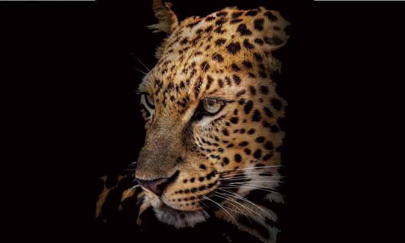 അങ്ങാടിപ്പുറം വലമ്പൂരിൽ വീടിനുസമീപം പുലി അങ്ങാടിപ്പുറം വലമ്പൂരിൽ വീടിനുസമീപം പുലി