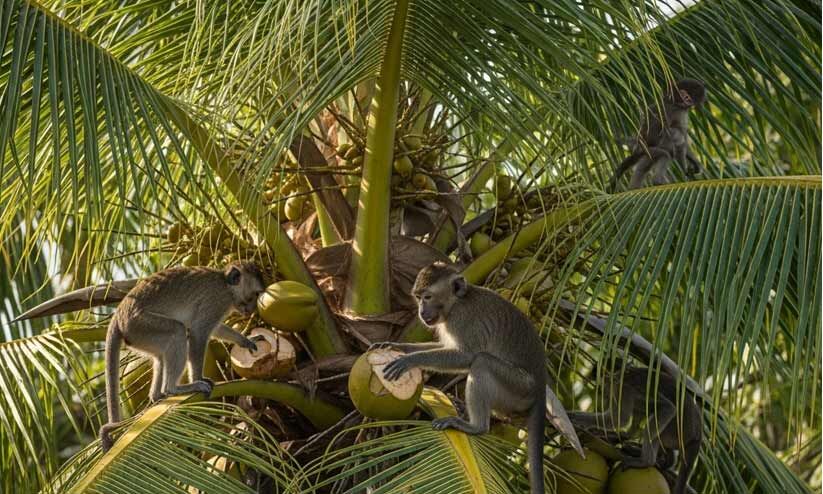 തെങ്ങ് കർഷകർക്ക് ഭീഷണിയായി കുരങ്ങ് കൂട്ടങ്ങൾ തെങ്ങ് കർഷകർക്ക് ഭീഷണിയായി കുരങ്ങ് കൂട്ടങ്ങൾ