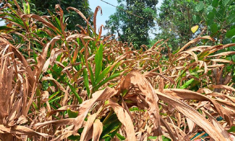 വേനൽ ചൂടിൽ വീണത് 44.05 കോടിയുടെ വിളകള് വേനൽ ചൂടിൽ വീണത് 44.05 കോടിയുടെ വിളകള്