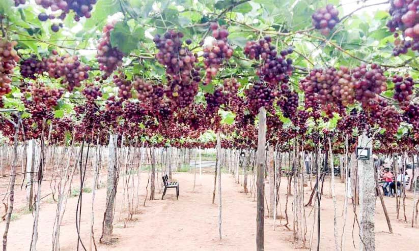 വിളവെടുപ്പ് സീസണായി​; കമ്പത്ത്​ മലയാളികളുടെ തിരക്ക്