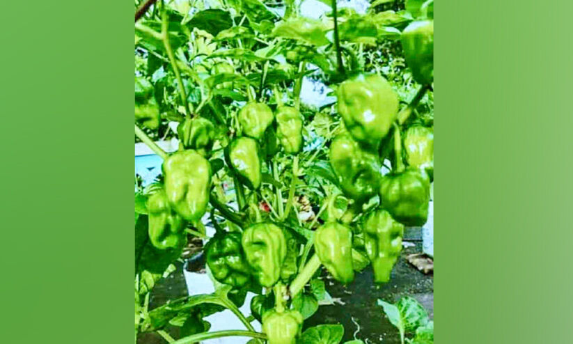 മാലിമുളക് കർഷകർ ദുരിതത്തിൽ മാലിമുളക് കർഷകർ ദുരിതത്തിൽ