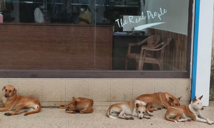 തെരുവുനായ്ക്കൾ ജീവനെടുക്കുമ്പോഴും എ.ബി.സിയില്ലാതെ നാലു ജില്ലകൾ