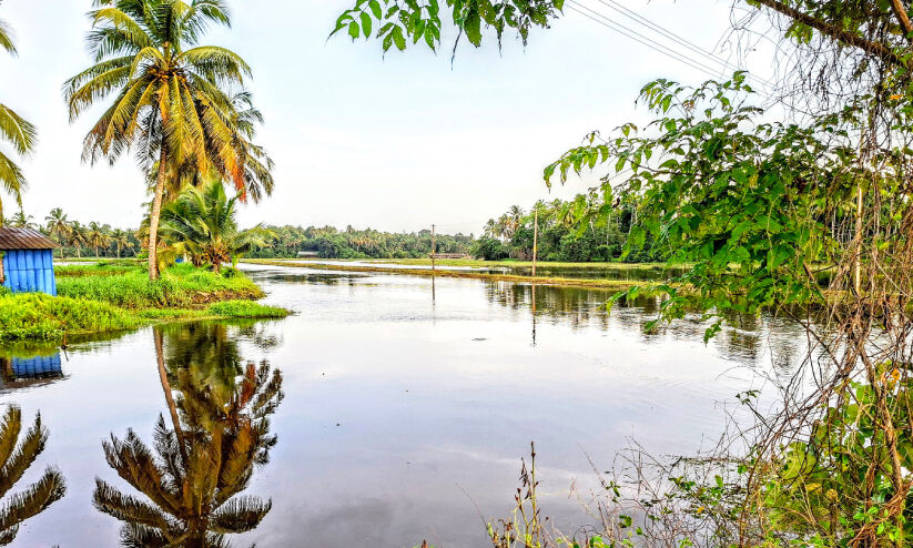 മാ​രേ​ക്കാ​ട് ക​ട​വ്; വികസനം കാത്ത് നീർപക്ഷികളുടെ പറുദീസ
