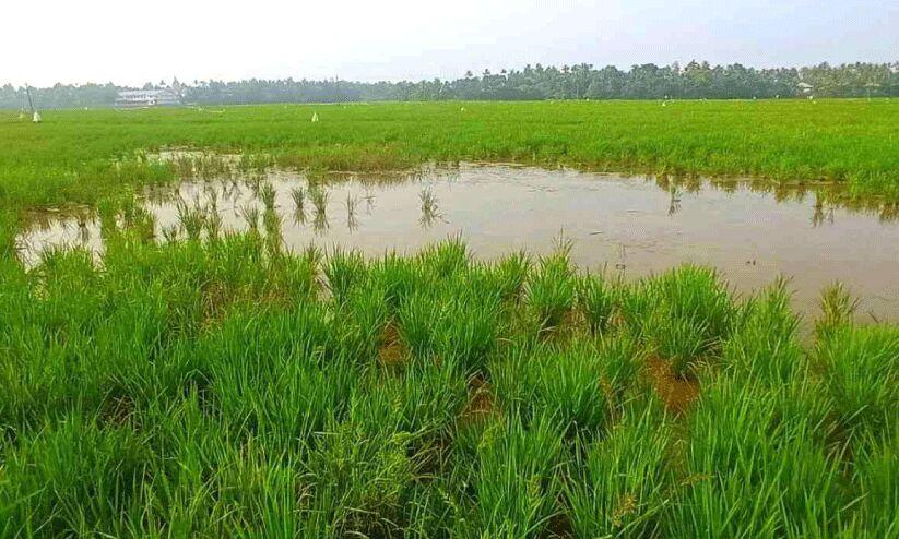 കോട്ടാറ്റ് പാടശേഖരത്തിൽ നീലക്കോഴികൾ നെൽകൃഷി നശിപ്പിക്കുന്നു