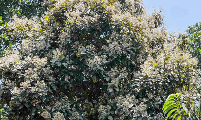 കരുണമരങ്ങൾ പൂവിട്ടു; മലയോരങ്ങളിൽ ഇനി തേൻകാലം കരുണമരങ്ങൾ പൂവിട്ടു; മലയോരങ്ങളിൽ ഇനി തേൻകാലം