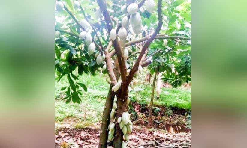 രോ​ഗ ബാ​ധ; കൊ​ക്കോ ക​ര്‍ഷ​ക​ര്‍ പ്ര​തി​സ​ന്ധി​യി​ല്‍