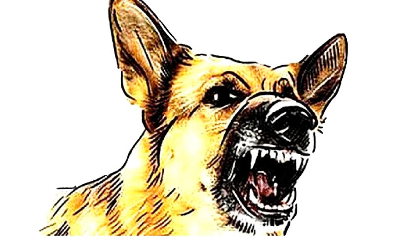 പുല്ലൂരാംപാറയിൽ വി​ദ്യാ​ർ​ഥി​യെ ആ​ക്ര​മി​ച്ച തെരുവുനായ്ക്ക് പേവിഷബാധ