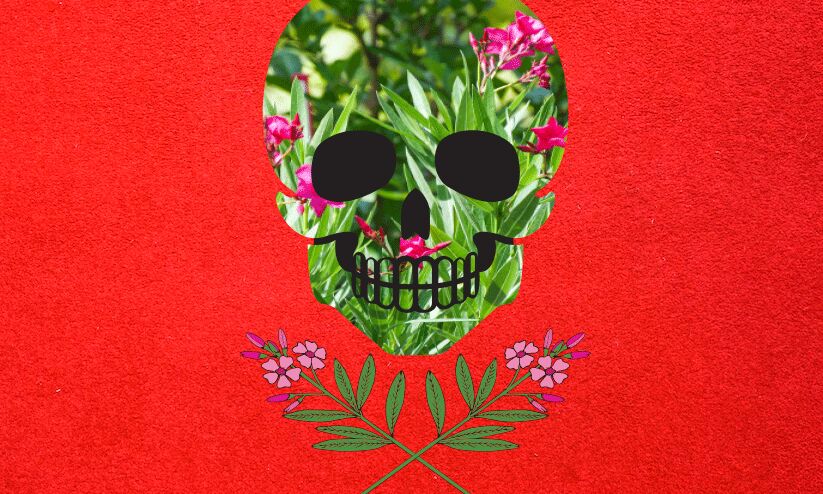 വീടുകളിൽ പെരുകുന്നു; അപായം അരളിച്ചെടി വീടുകളിൽ പെരുകുന്നു; അപായം അരളിച്ചെടി