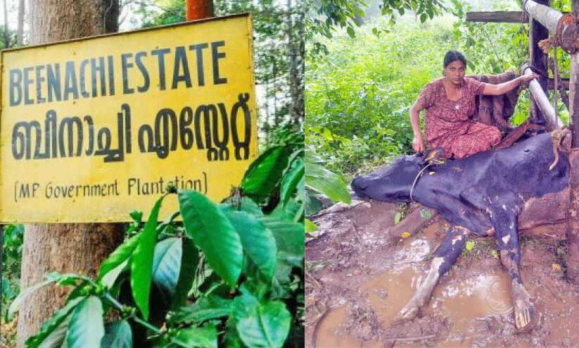 ചൂരിമലയിലെ കടുവ സാന്നിധ്യം; വില്ലനാകുന്നത് ബീനാച്ചി എസ്റ്റേറ്റ് ചൂരിമലയിലെ കടുവ സാന്നിധ്യം; വില്ലനാകുന്നത് ബീനാച്ചി എസ്റ്റേറ്റ്