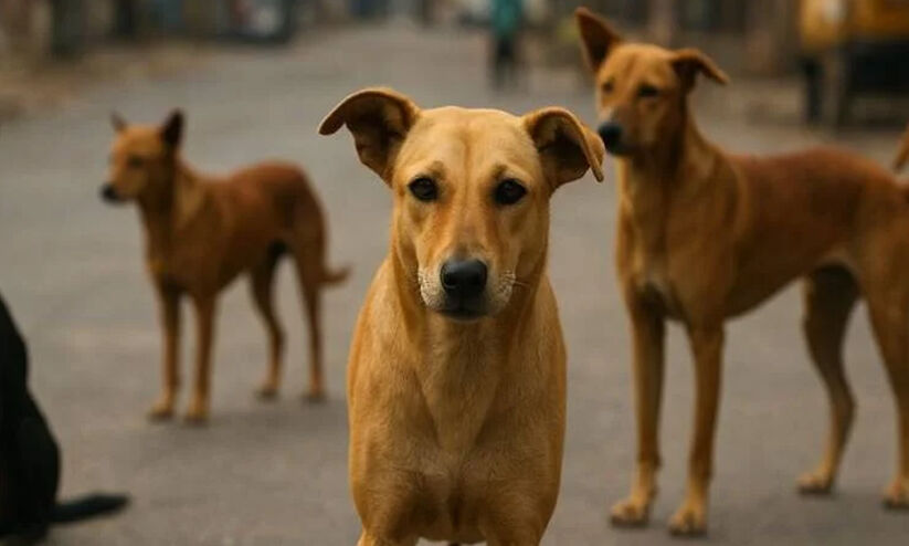 ഒറ്റപ്പാലത്ത് തെരുവുനായ് ആക്രമണം വ്യാപകം ഒറ്റപ്പാലത്ത് തെരുവുനായ് ആക്രമണം വ്യാപകം