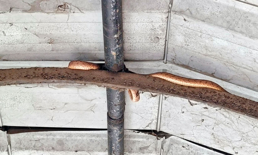 ബ​സ് സ്റ്റാ​ൻ​ഡി​ലെ മേ​ൽ​ക്കൂ​ര​യി​ൽ പാ​മ്പ്