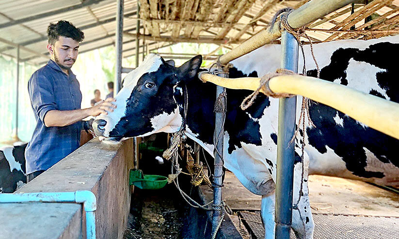 15 കറവപ്പശുക്കൾ, ദിവസം 150 ലിറ്ററോളം പാൽ, ഒരേക്കറിൽ പുൽകൃഷി; ഉണ്ണിക്ക് ലഹരി പശുവളർത്തൽ, സ്വസ്ഥം, സമാധാനം, ജീവിതം 15 കറവപ്പശുക്കൾ, ദിവസം 150 ലിറ്ററോളം പാൽ, ഒരേക്കറിൽ പുൽകൃഷി; ഉണ്ണിക്ക് ലഹരി പശുവളർത്തൽ, സ്വസ്ഥം, സമാധാനം, ജീവിതം