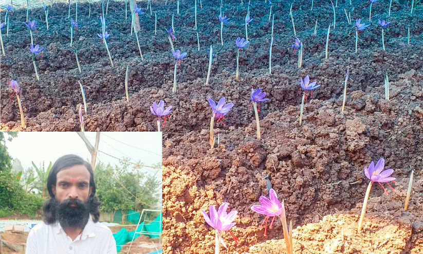 കുങ്കുമപ്പൂക്കൾ പൂക്കുന്ന നേരം... കുങ്കുമപ്പൂക്കൾ പൂക്കുന്ന നേരം...