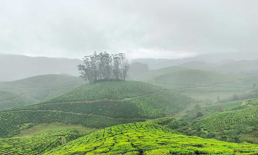 മഞ്ഞിലും കുളിരിലും മൂന്നാർ; താപനില ഈ മാസം മൈനസായേക്കും