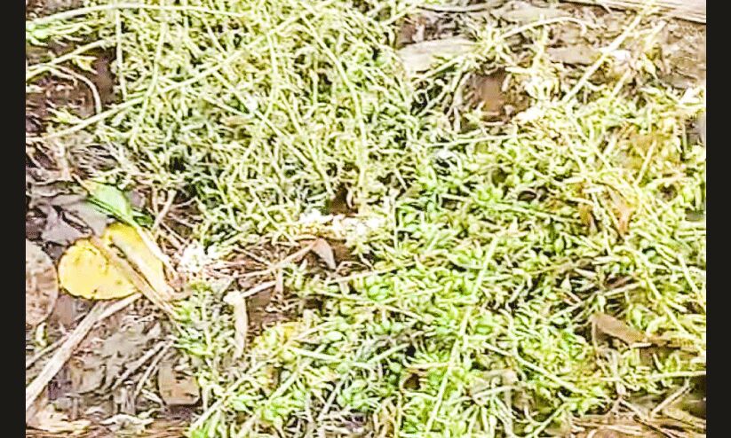 ഏലക്ക വിലയിൽ കുതിപ്പ്; തക്കം നോക്കി മോഷ്ടാക്കൾ ഏലക്ക വിലയിൽ കുതിപ്പ്; തക്കം നോക്കി മോഷ്ടാക്കൾ