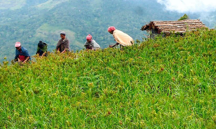 റാഗിയിൽ ആടുവിളന്താനെഴുതുന്നു  അതിജീവനം