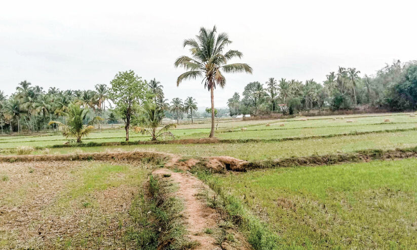 മഴ കാത്ത് കർഷകർ