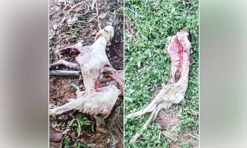 വളർത്തു മൃഗങ്ങളെ നായ്ക്കൾ കൊന്നുതിന്നുന്നതായി പരാതി