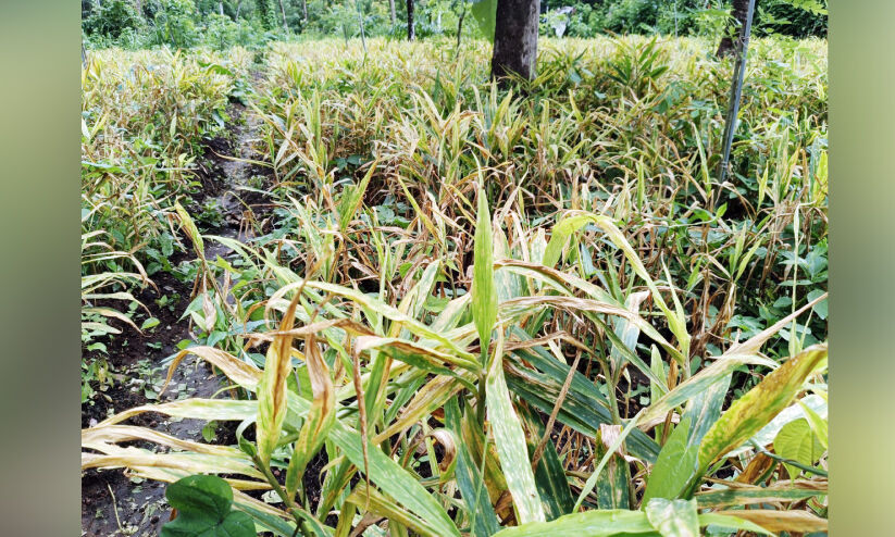 വ​യ​നാ​ട്ടി​ലും ഇ​ഞ്ചി​കൃ​ഷി​ക്ക് വ്യാപക രോ​ഗബാധ
