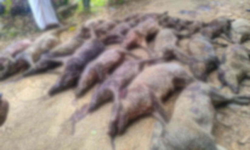 ഒ​റ്റ​പ്പാ​ല​ത്ത് 24 കാ​ട്ടു​പ​ന്നി​ക​ളെ കൊ​ന്നു