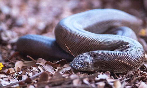 ഇരുതലമൂരി കടത്ത്; സ്ത്രീ ഉൾപ്പെടെ അഞ്ചുപേര്‍ അറസ്റ്റിൽ