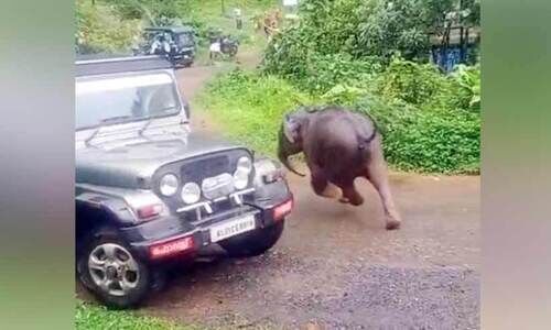 വിറപ്പിച്ച് മുങ്ങിനടന്ന കുട്ടിയാന നാട്ടുകാരുടെ ‘പിടിയിൽ’