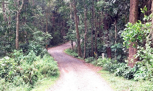 പ​ടി​ഞ്ഞാ​റ​ത്ത​റ-​പൂ​ഴി​ത്തോ​ട് റോ​ഡ്; വെറുമൊരു ബദൽപാതയല്ല, നാടിന്റെ നിലനിൽപാണ്