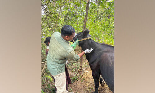 പേവിഷബാധ; മൂന്ന് പശുക്കൾക്ക് ദയാവധം