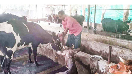 ലക്ഷം ലിറ്റർ പാൽ; 50 പശുക്കൾ, ഓണാട്ടുകരയിൽ ഷിഹാബുദ്ദീന്‍റെ ധവള വിപ്ലവം