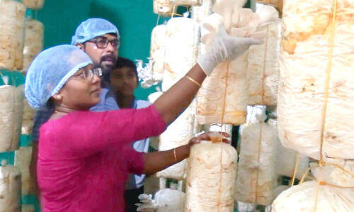 കാണാം കൂണിലെ വിജയഗാഥ കാണാം കൂണിലെ വിജയഗാഥ