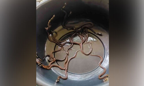 ഉഷയെത്തിയത് ഒരു പാമ്പിൻകുഞ്ഞിനെ തേടി; പിടികൂടിയത് 21 എണ്ണം