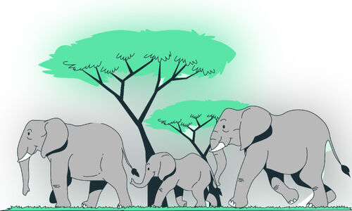 വ​ന്യ​മൃ​ഗ​ പ്ര​തി​രോ​ധ​ത്തി​ന് പ്രാ​ഥ​മി​ക പ്ര​തി​ക​ര​ണ​സേന; മ​ണ്ണാ​ര്‍ക്കാ​ട് പി.​ആ​ര്‍.​ടി രൂ​പ​വ​ത്ക​ര​ണം തുടങ്ങി