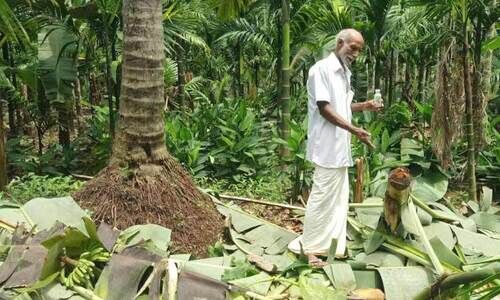 വന്യമൃഗ ശല്യം രൂക്ഷം; ഉറക്കം നഷ്ടപ്പെട്ട് മലയോര മേഖല വന്യമൃഗ ശല്യം രൂക്ഷം; ഉറക്കം നഷ്ടപ്പെട്ട് മലയോര മേഖല