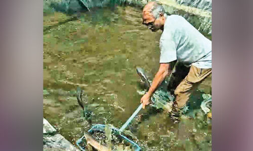 നൂതന കൃഷിയുമായി വരാൽ മത്സൃ വിളവെടുപ്പ് നൂതന കൃഷിയുമായി വരാൽ മത്സൃ വിളവെടുപ്പ്