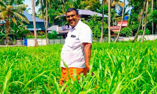 ഓർഗാനിക് ഫാമിൽ ആരംഭിച്ച ചെറുധാന്യ കൃഷി വിജയത്തിലേക്ക്