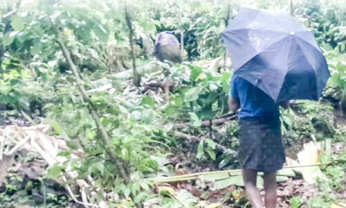 ഹാങ്ങിങ് ഫെൻസിങ് പ്രവർത്തനരഹിതം; കാക്കത്തോട്ടിൽ കാട്ടാനക്കൂട്ടം കൃഷി നശിപ്പിക്കുന്നു ഹാങ്ങിങ് ഫെൻസിങ് പ്രവർത്തനരഹിതം; കാക്കത്തോട്ടിൽ കാട്ടാനക്കൂട്ടം കൃഷി നശിപ്പിക്കുന്നു