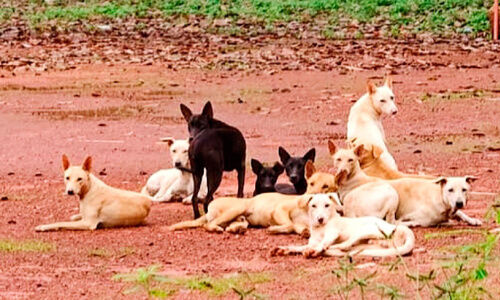 തെ​രു​വു​നാ​യ് ശ​ല്യം രൂ​ക്ഷം; കു​യി​ലൂ​ര്‍ നി​വാ​സി​ക​ള്‍ ഭീ​തി​യി​ല്‍