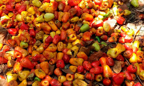 കശുവണ്ടി-കശുമാങ്ങ സംഭരണത്തിൽ കരിനിഴൽ; പ്രതീക്ഷ നശിച്ച് കർഷകർ