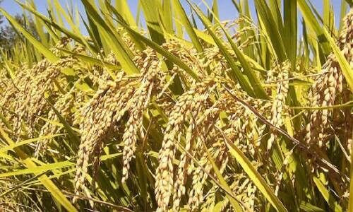 നെല്ലിന്‍റെ താങ്ങുവില വർധന; കർഷകർക്ക്​ ഗുണമുണ്ടാകാൻ സംസ്ഥാന സർക്കാർ കനിയണം