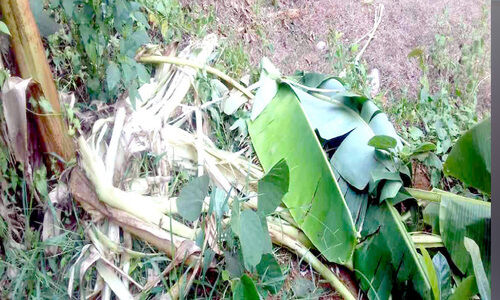 പ​ഴ​വൂ​രി​ൽ കാ​ട്ടു​പ​ന്നി​ക​ൾ കൃ​ഷി ന​ശി​പ്പി​ക്കു​ന്നു