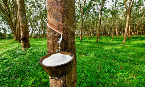 കഴിഞ്ഞവർഷത്തെ റബർ താങ്ങുവില എന്നുകിട്ടും? കഴിഞ്ഞവർഷത്തെ റബർ താങ്ങുവില എന്നുകിട്ടും?