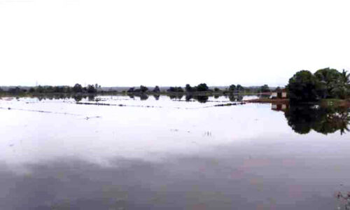 വൈദ്യുതി മുടക്കം; 125 ഏക്കറിലെ നെൽ കൃഷി നാശത്തിലേക്ക് വൈദ്യുതി മുടക്കം; 125 ഏക്കറിലെ നെൽ കൃഷി നാശത്തിലേക്ക്