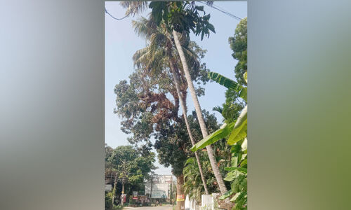 ഭീഷണിയായി പാതയോര മരങ്ങൾ കടപുഴകാൻ കാത്ത് അധികൃതർ ഭീഷണിയായി പാതയോര മരങ്ങൾ കടപുഴകാൻ കാത്ത് അധികൃതർ