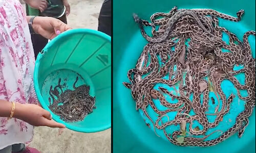 ആദ്യം ഒരു അണലിയെ കണ്ടു; തിരച്ചിലിൽ വീട്ടുപരിസരത്ത് കണ്ടെത്തിയത് 63 അണലി കുഞ്ഞുങ്ങളെ