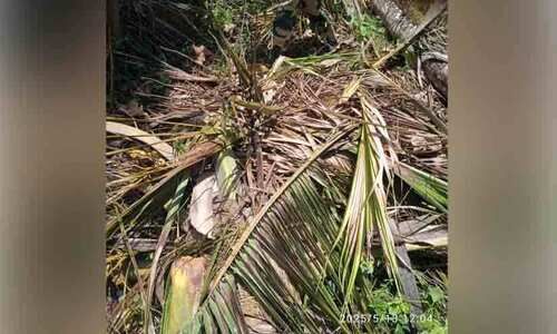 കാട്ടാനക്കൂട്ടം റോസുമലയിലെ കര്ഷകരുടെ ഉറക്കം കെടുത്തുന്നു കാട്ടാനക്കൂട്ടം റോസുമലയിലെ കര്ഷകരുടെ ഉറക്കം കെടുത്തുന്നു